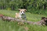 CORGI PEMBROKE 501